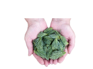 소나무 솔잎 고농도 향 Natural Fine Flavor (천연 솔향) 100g