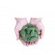 소나무 솔잎 고농도 향 Natural Fine Flavor (천연 솔향) 100g